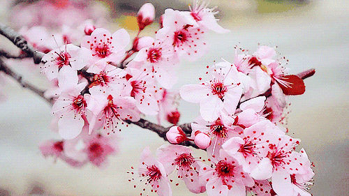 奉上好桃 花正芳华